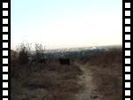 Chasing cows in uderwear - Part 2 (click black screen if movie does not start)