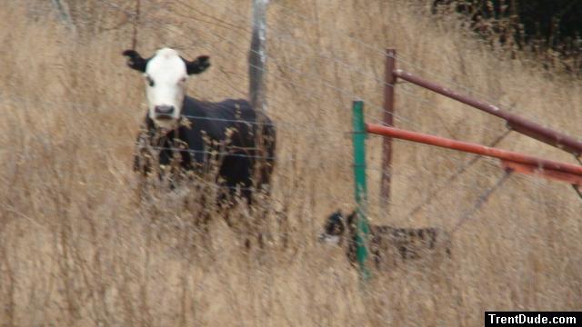 My biggest fans! They get up at 6:00AM to watch me every day!
