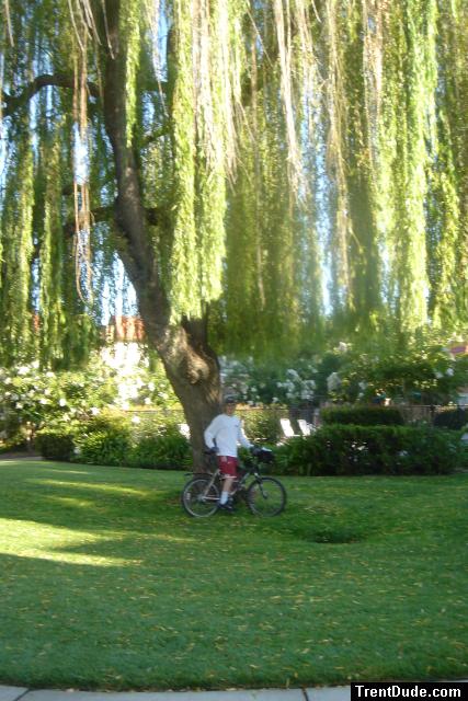 Stopping under a weeping willow tree for a photo