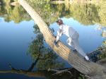Trent on a tree