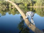 Trent on a tree