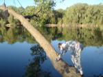 Trent on a tree
