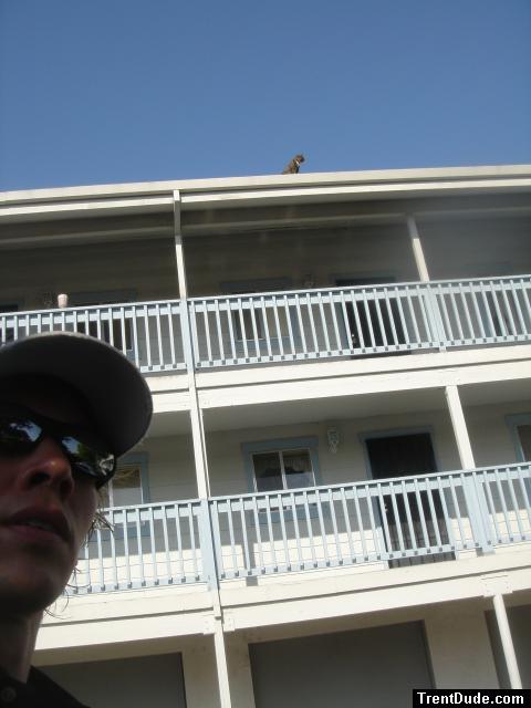 Oh no, a cat on the roof!