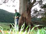 grass blades