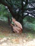 Admiring an old tree, and asking for some of its longevity