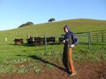 These cows think I'm crazy