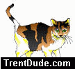 cat4.gif