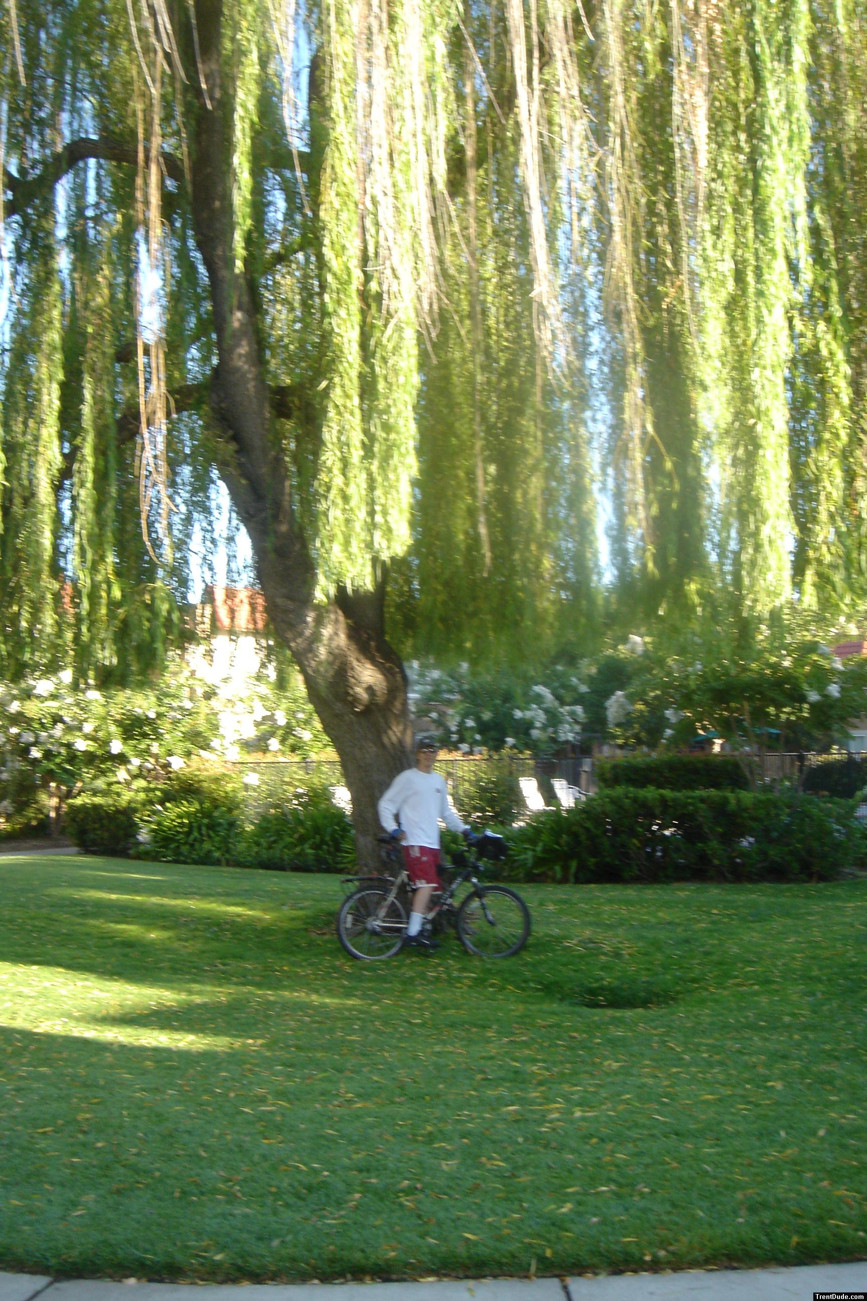 Stopping under a weeping willow tree for a photo