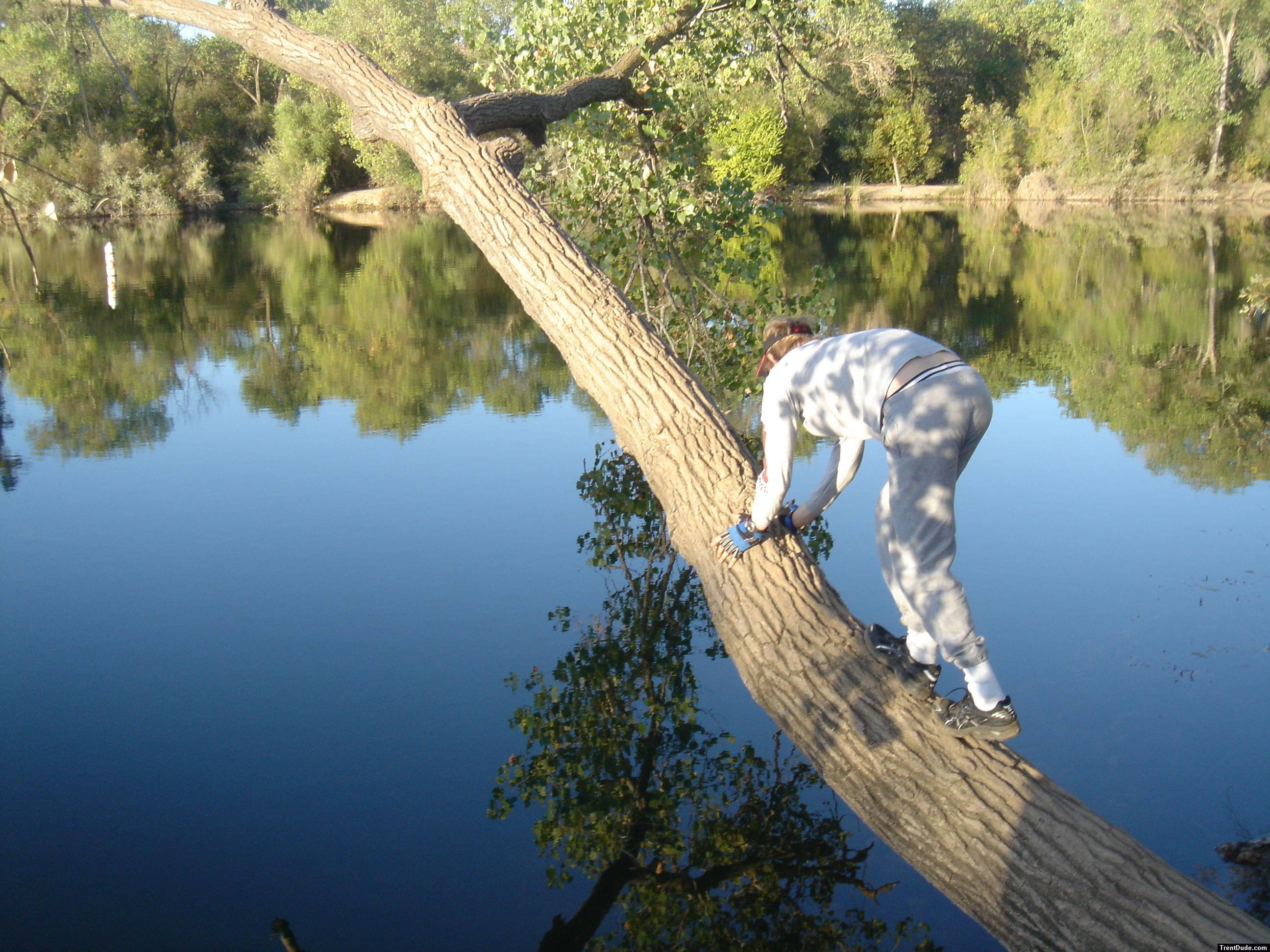 Trent on a tree