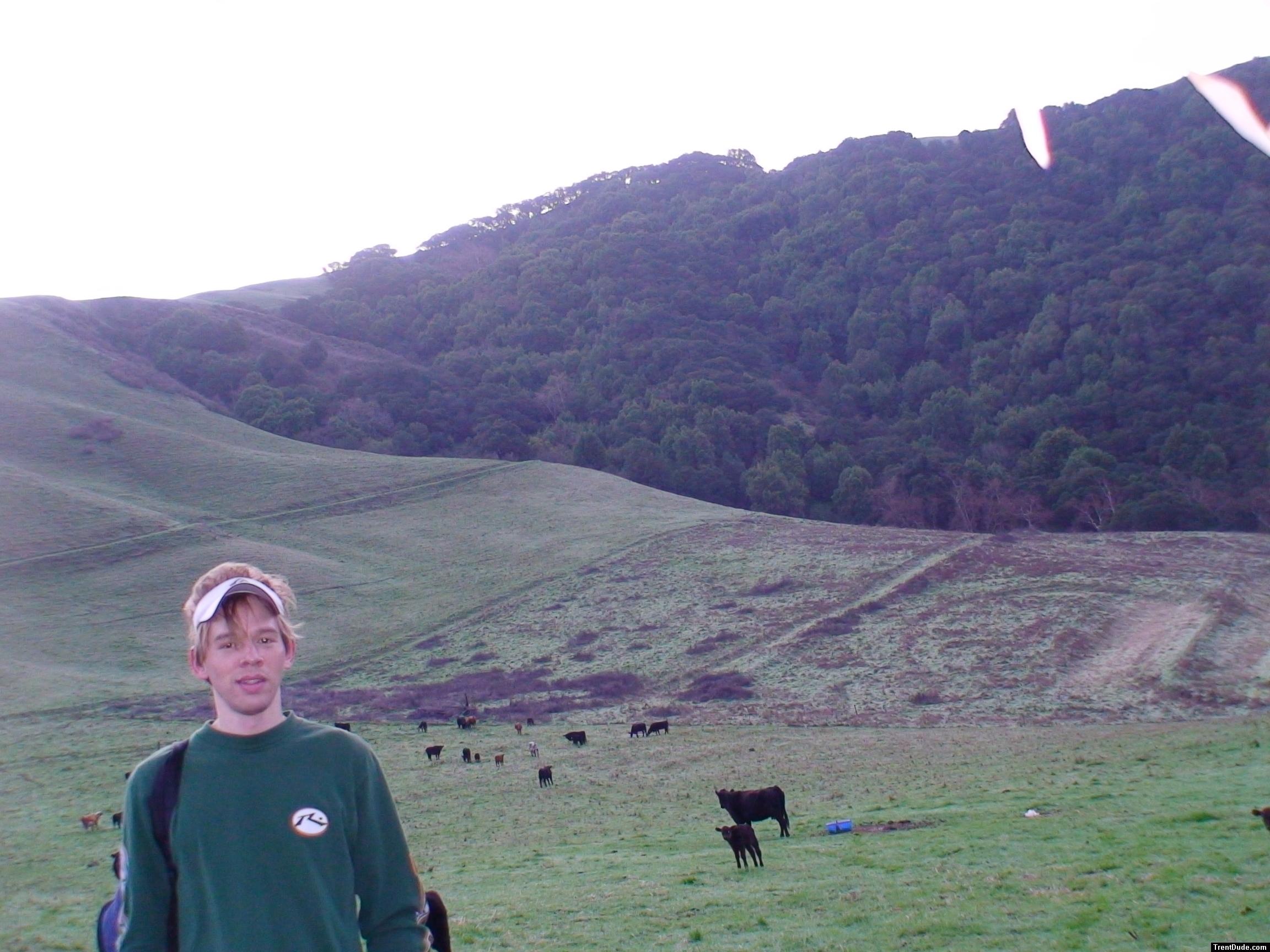 Cow field photo shoot (accompanied by a video and a non-censored version)