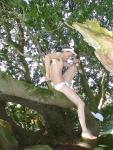 Bikini Tree Photoshoot