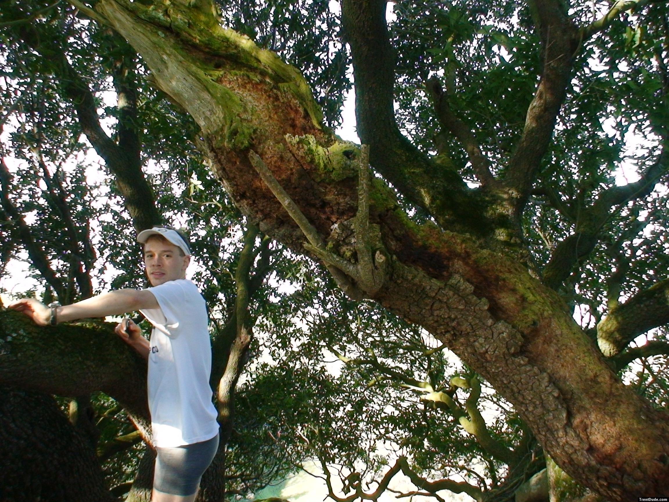 Climbing tha manzanita tree in grey boxer briefs