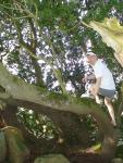 Climbing tha manzanita tree in grey boxer briefs