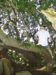 Climbing tha manzanita tree in grey boxer briefs