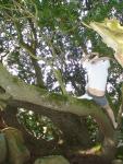 Climbing tha manzanita tree in grey boxer briefs