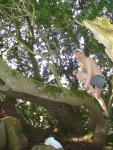 Climbing tha manzanita tree in grey boxer briefs