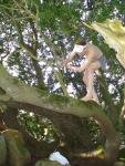 Climbing tha manzanita tree in grey boxer briefs