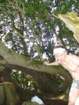 Grey boxer briefs and a tree