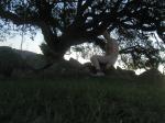 In tommy hilfiger underwear under a tree
