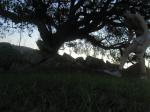 In tommy hilfiger underwear under a tree