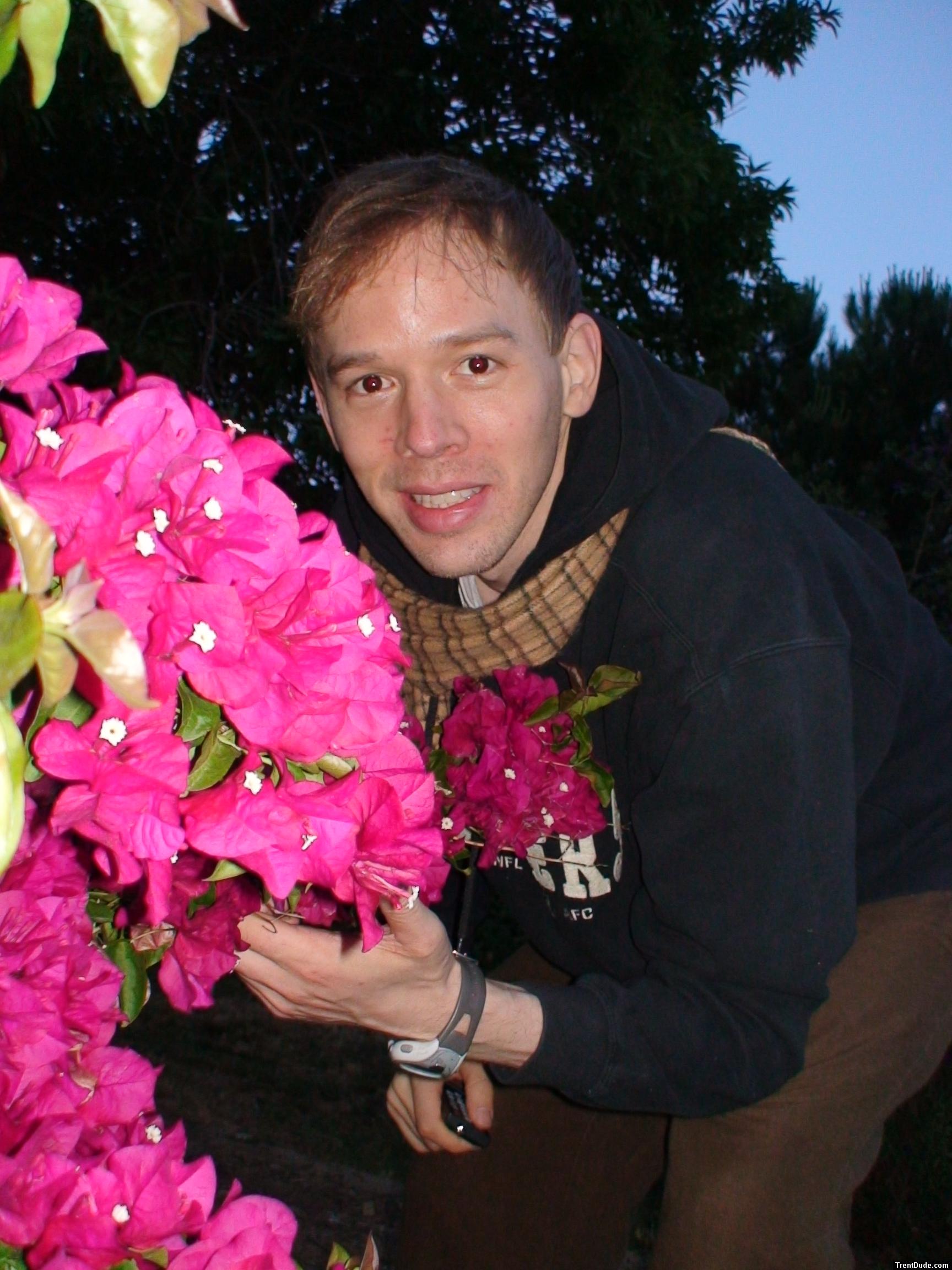 Bougainvillea flowers