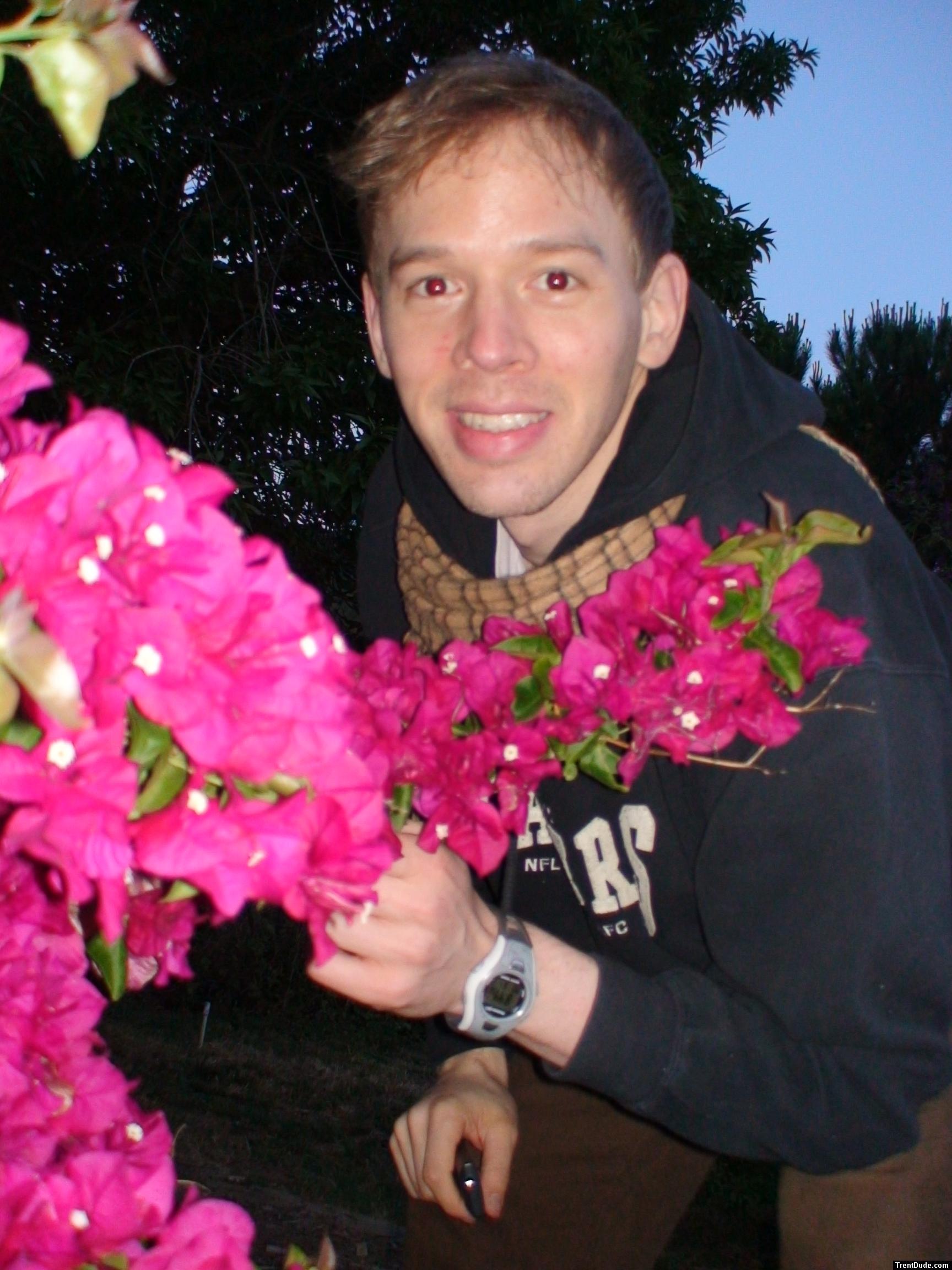 Bougainvillea flowers