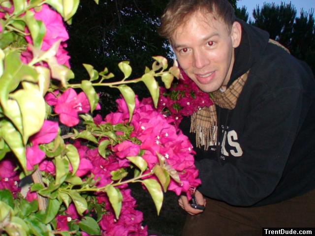 Bougainvillea flowers (good)