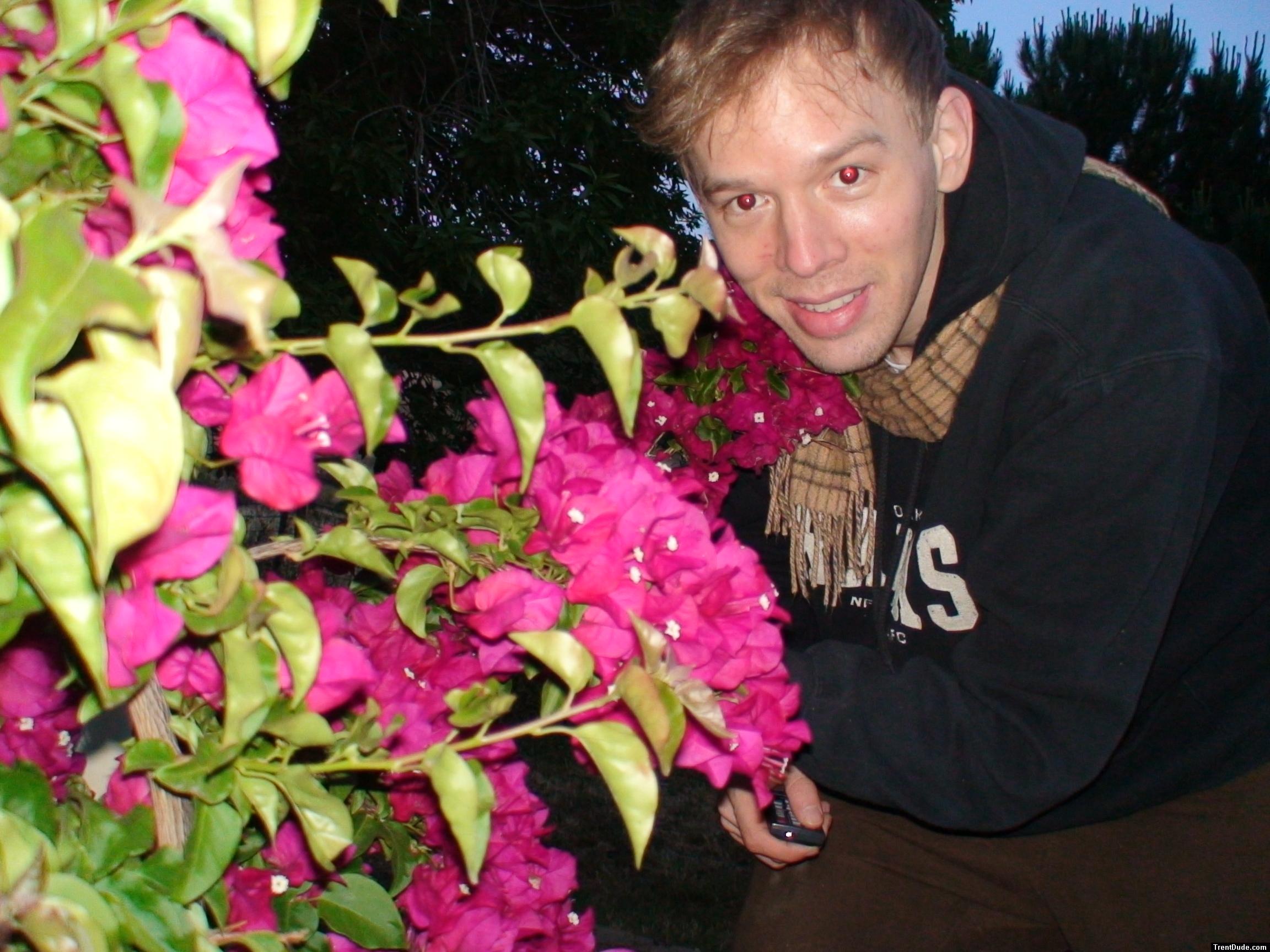 Bougainvillea flowers (good)