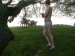 Jockey briefs and cattle