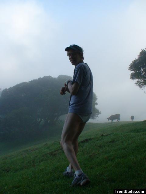 Cows on a foggy day