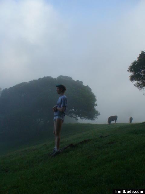 Watching the fog blow by with cows (favorite)